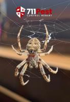 711 Spider Control Hobart image 3